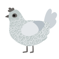 A silver and mist chicken with a double-lace pattern