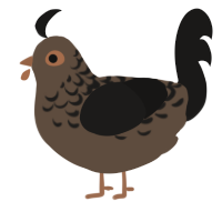 A bark and sable chicken with a half-lace pattern