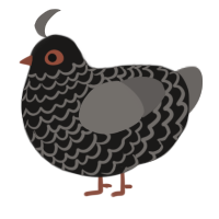 A sable and grey chicken with a lace pattern