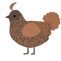 A bark and brown chicken with a double-lace pattern