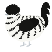 A white and black chicken with a bar pattern