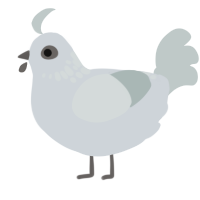 A mist and silver chicken with a neck-speckle pattern