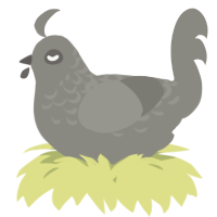 A ash chicken with a half-lace pattern