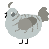 A silver and ash chicken with a half-bar pattern
