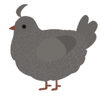 A grey chicken with a double-lace pattern