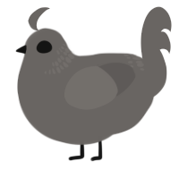 A grey chicken with a neck-band pattern