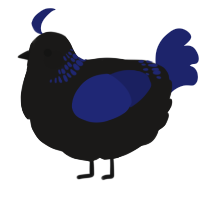 A sable and navy chicken with a neck-band pattern