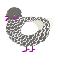 A grey and white chicken with a lace pattern