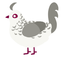 A white and ash chicken with a half-lace pattern