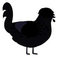 A white chicken with a half-lace pattern