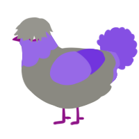 A ash and blurple chicken with a head pattern