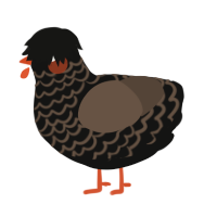 A black and bark chicken with a lace pattern
