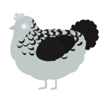 A silver and sable chicken with a half-lace pattern