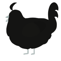 A black chicken