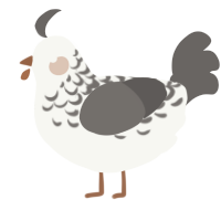 A white and grey chicken with a half-lace pattern