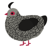 A ash and sable chicken with a double-lace pattern