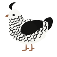 A white and black chicken with a lace pattern