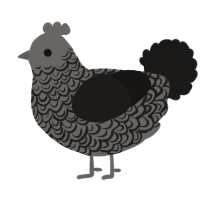 A grey and sable chicken with a double-lace pattern