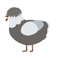 A grey and mist chicken with a head pattern