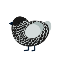 (unnamed), a sable and silver chicken with a lace pattern