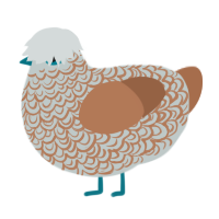 A silver and brown chicken with a double-lace pattern