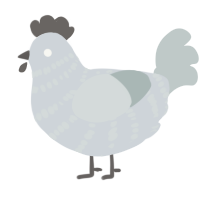 A mist and silver chicken with a bar pattern