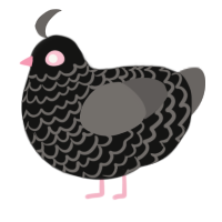 A black and grey chicken with a lace pattern