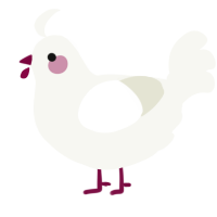 A white chicken