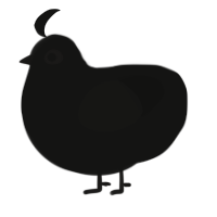 Sweet Child of Kos, a black chicken