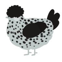 A silver and sable chicken with a speckle pattern