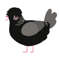 A black and grey chicken with a neck-band pattern