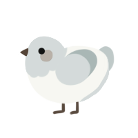 A white and silver chicken with a head pattern