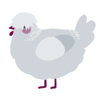 A mist chicken with a neck-band pattern