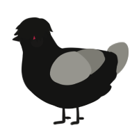 A black and ash chicken