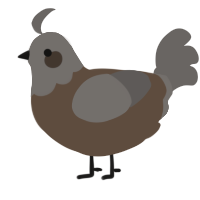 A bark and grey chicken with a head pattern