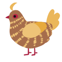 A brown and honey chicken with a bar pattern