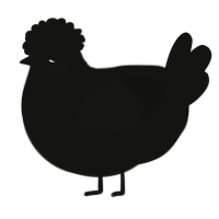 A black chicken