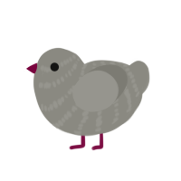 Clyde, a grey and ash chicken with a bar pattern