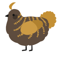 A bark and gold chicken with a half-bar pattern