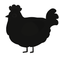 A black chicken