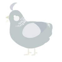 A silver and mist chicken with a neck-band pattern