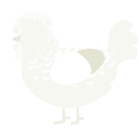 A white chicken with a half-lace pattern