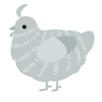 A silver chicken with a bar pattern