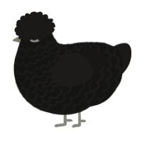 A black and sable chicken with a lace pattern
