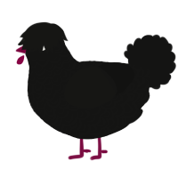 A black chicken with a double-lace pattern