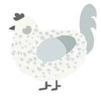 A white and silver chicken with a speckle pattern