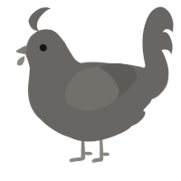 A grey chicken