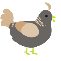 A grey and beige chicken with a neck-band pattern