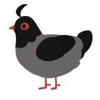 A grey and black chicken with a head pattern