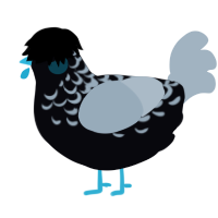 A white and bark chicken with a half-lace pattern